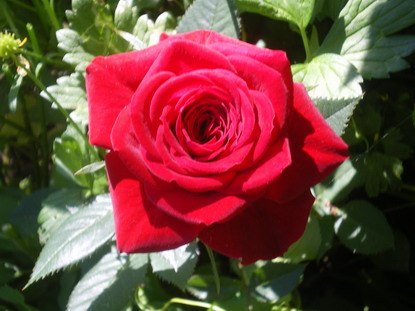 c0124619_4372990.jpg