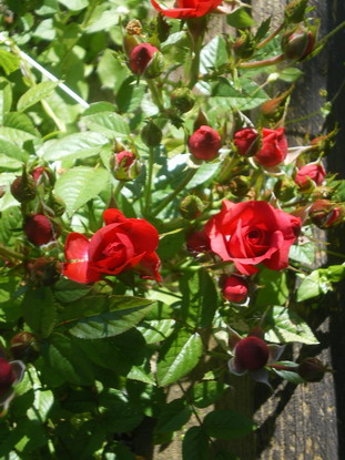 c0124619_4374993.jpg