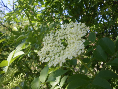c0124619_4382777.jpg