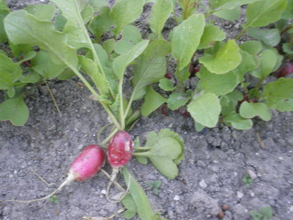 c0124619_4404090.jpg