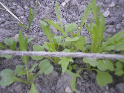 c0124619_440888.jpg