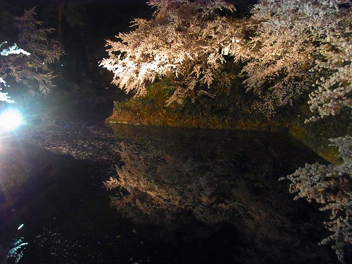 さくら満開！夜桜花見大懇親会_b0150120_9583749.jpg