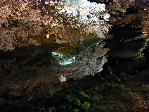 さくら満開！夜桜花見大懇親会_b0150120_9584375.jpg