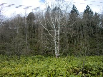 c0227522_21323846.jpg