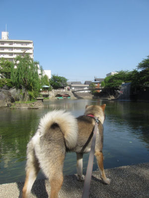 てっちゃんの困ったちゃん_f0143123_203366.jpg