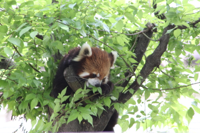 2011GW天王寺zoo小熊猫_f0221023_4174033.jpg