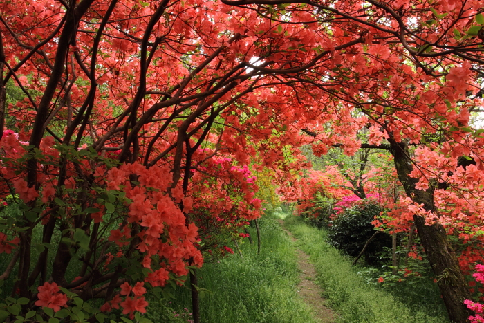 群馬フラワーハイランドの花園_c0215627_1784943.jpg