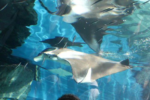 c0221827_1301160.gif