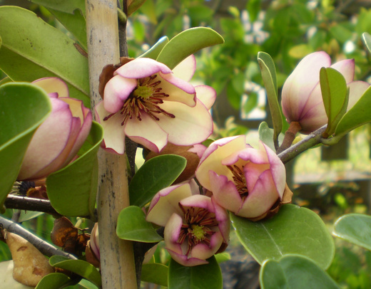 カラタネオガタマの花はバナナの香り！ : 玲子のガーデンだより