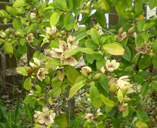 ✴️ カラタネオガタマ ✴️ 都築 ✴️ 良い香り✴️ トウオガタマ (カラタネオガタマ） | 山科植物資料館