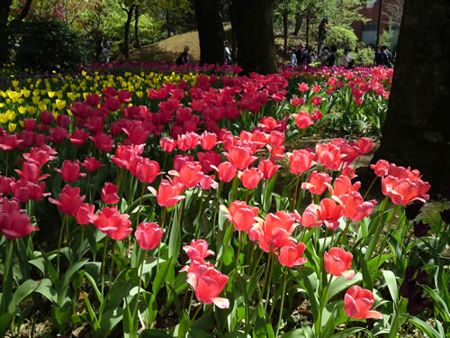 横浜公園で鬱金香を鑑賞♪_e0057035_19354352.jpg