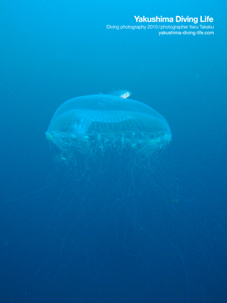 浮遊生物ガイド!_b0186442_21371040.jpg