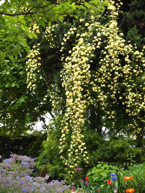 黄モッコウ 満開 永楽屋ガーデン 自然を愛する スローライフな庭造り