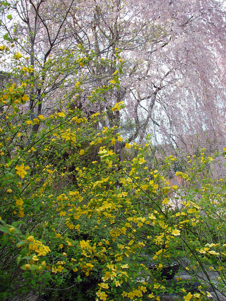 宇陀市　花の郷　滝谷　山吹_c0108146_21343648.jpg