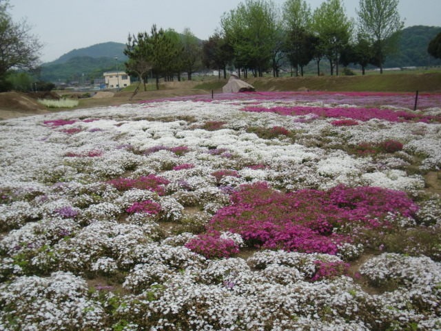 太陽の広場の芝桜・・・・・・・_b0152548_16315117.jpg