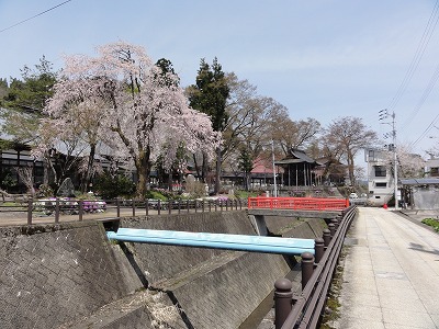 桜の花が咲きました_a0084753_13111351.jpg