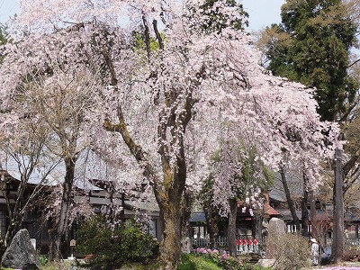 桜の花が咲きました_a0084753_1311237.jpg