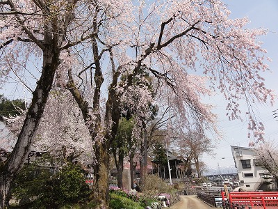 桜の花が咲きました_a0084753_13113153.jpg