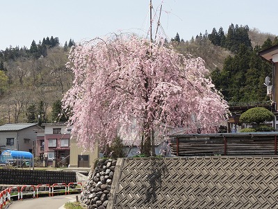 桜の花が咲きました_a0084753_13124299.jpg