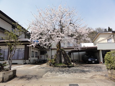 桜の花が咲きました_a0084753_13133012.jpg