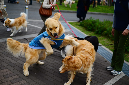 お返事セミナーでえっこも成長♪_f0044853_13232859.jpg