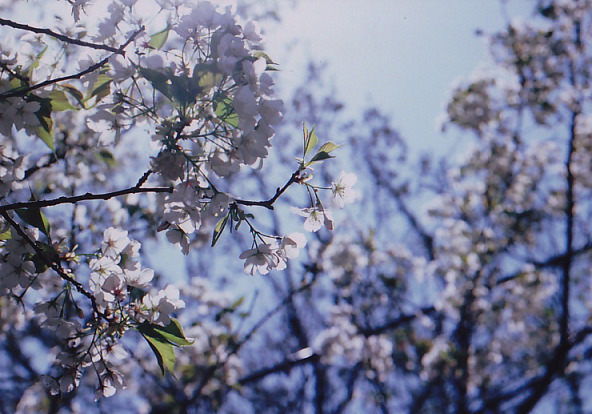 SAKURA BLOSSOM*_a0180961_2310555.jpg