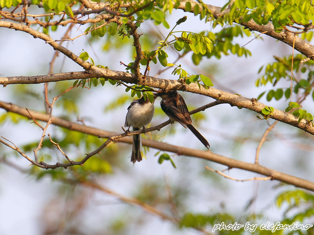 連休中に出逢った野鳥たち1_b0123663_2141214.jpg