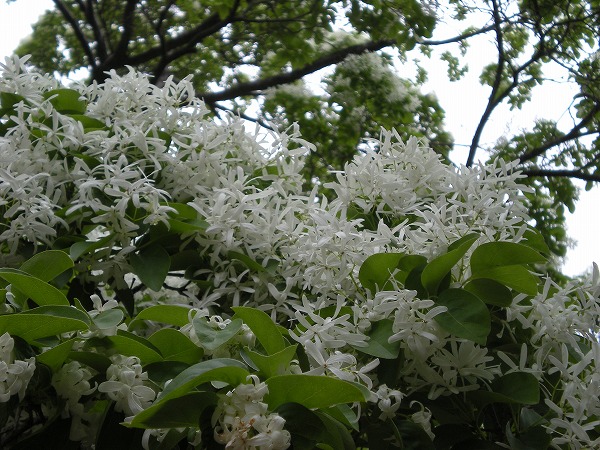 e0003465_131638.jpg
