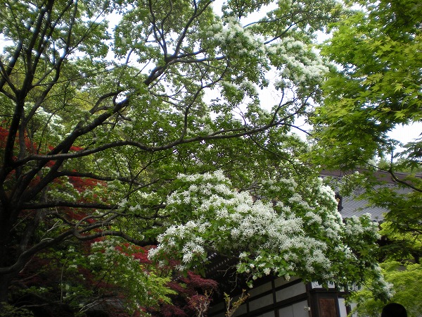 e0003465_1379.jpg