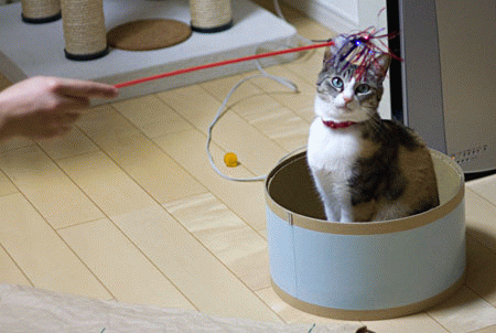 動体視力 梅蔵猫日記 動体視力 梅蔵猫日記