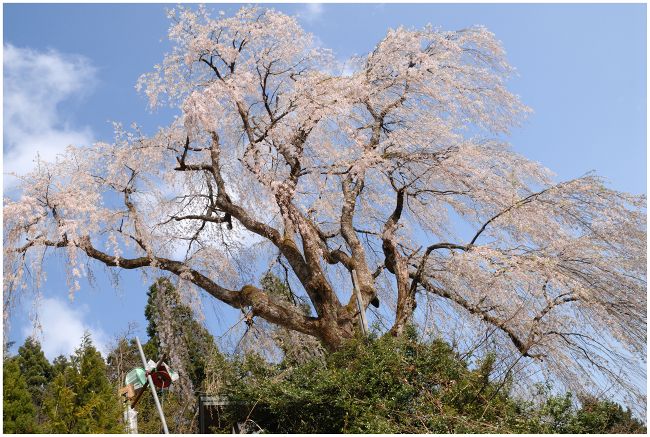 長岡市栗山沢　枝垂れ桜_a0079473_23395035.jpg