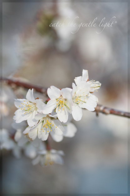 sakura white_e0199776_21263724.jpg