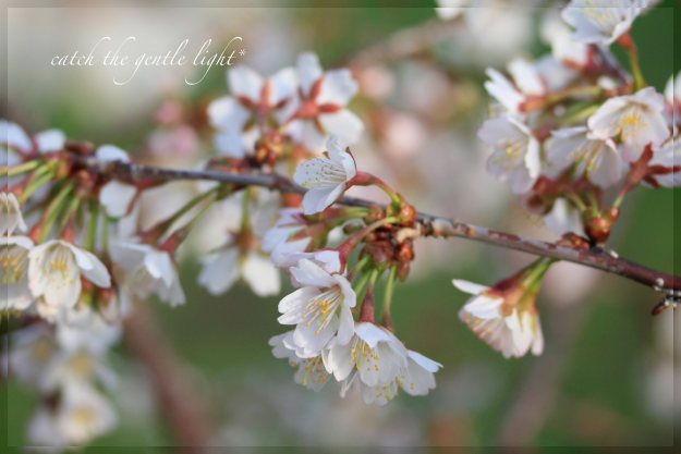 sakura white_e0199776_21531034.jpg