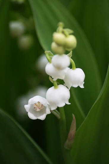 スズランの白とピンクの花、シランなど。_f0030085_20482964.jpg