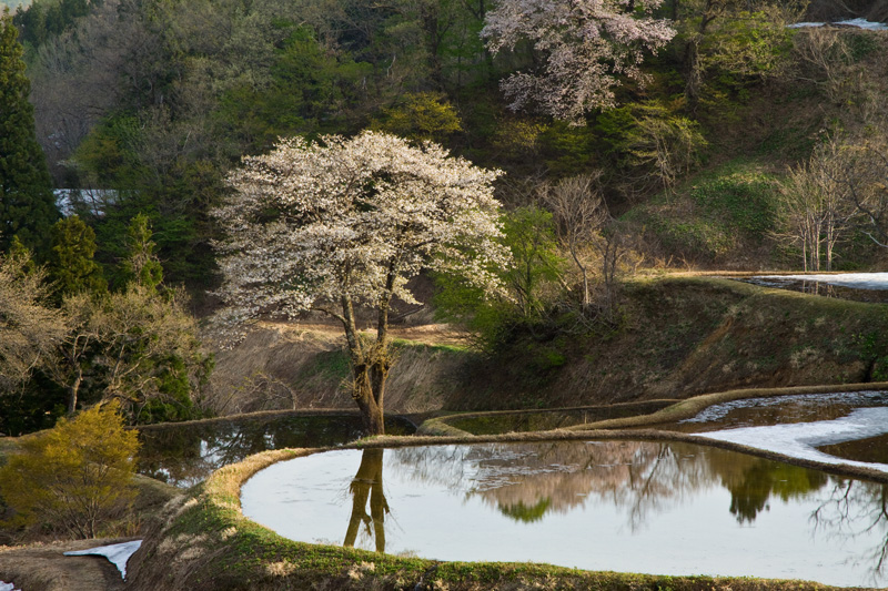 2011 GW撮影行 その13 十日町市松代儀明の桜_c0092386_712766.jpg