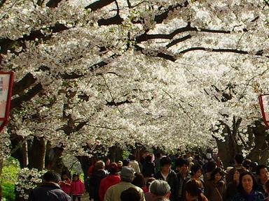 桜祭り_f0177986_11574745.jpg