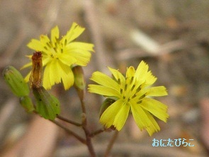 たっぷりのあさりで、ボンゴレとお味噌汁??_b0175688_22251870.jpg