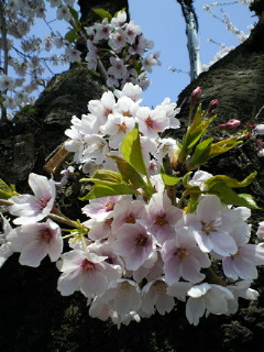 笑い声_a0134394_9534060.jpg