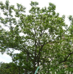 f0166694_18371766.jpg