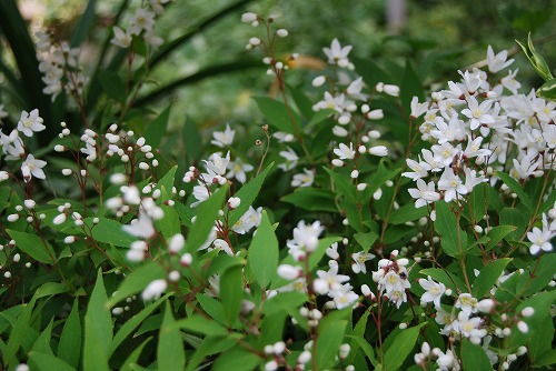 白い花 ふわふわ 雑木林の家から Nishio