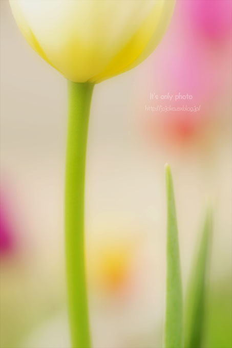 tulip_e0008800_1322519.jpg