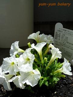 f0199200_20222889.jpg