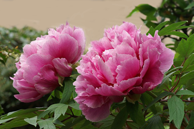 e0039703_012495.jpg