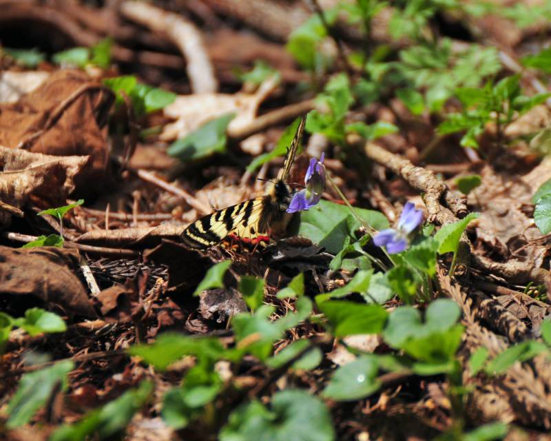 スミレに来たヒメギフチョウ_e0103903_1934011.jpg