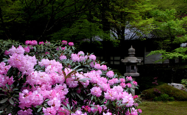 阿弥陀寺の春_e0048413_2253149.jpg