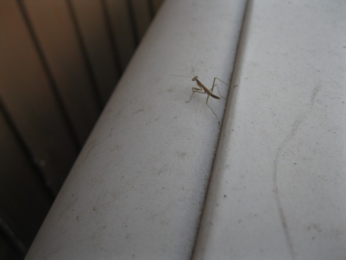 「カマキリの季節」~~_a0125419_1872083.jpg