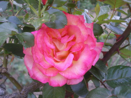 c0124619_020732.jpg