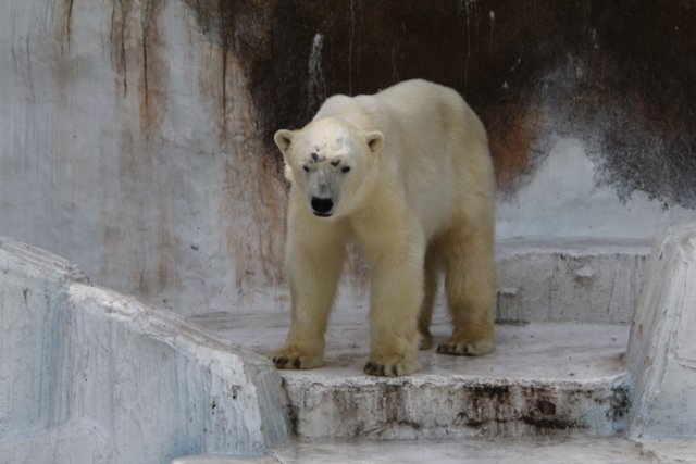 2011GW天王寺zoo初ゴーゴ_f0221023_036516.jpg