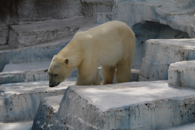 2011GW天王寺zoo初ゴーゴ_f0221023_036518.jpg