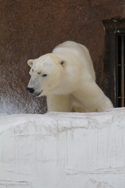 2011GW天王寺zoo初ゴーゴ_f0221023_036594.jpg